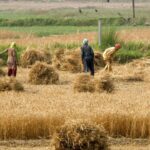 Agriculture Of Pakistan