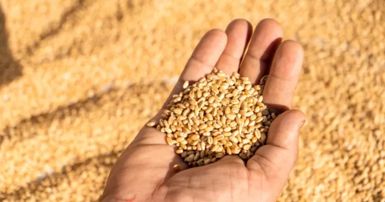 Wheat rate in pakistan